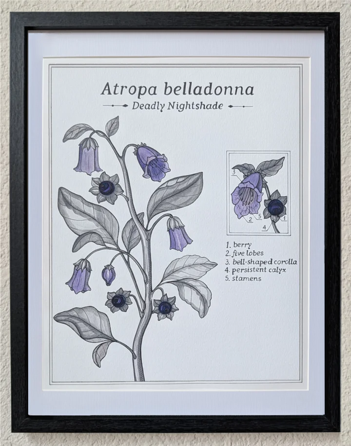 Framed botanical study of belladonna with purple bell-shaped flowers and dark berries.