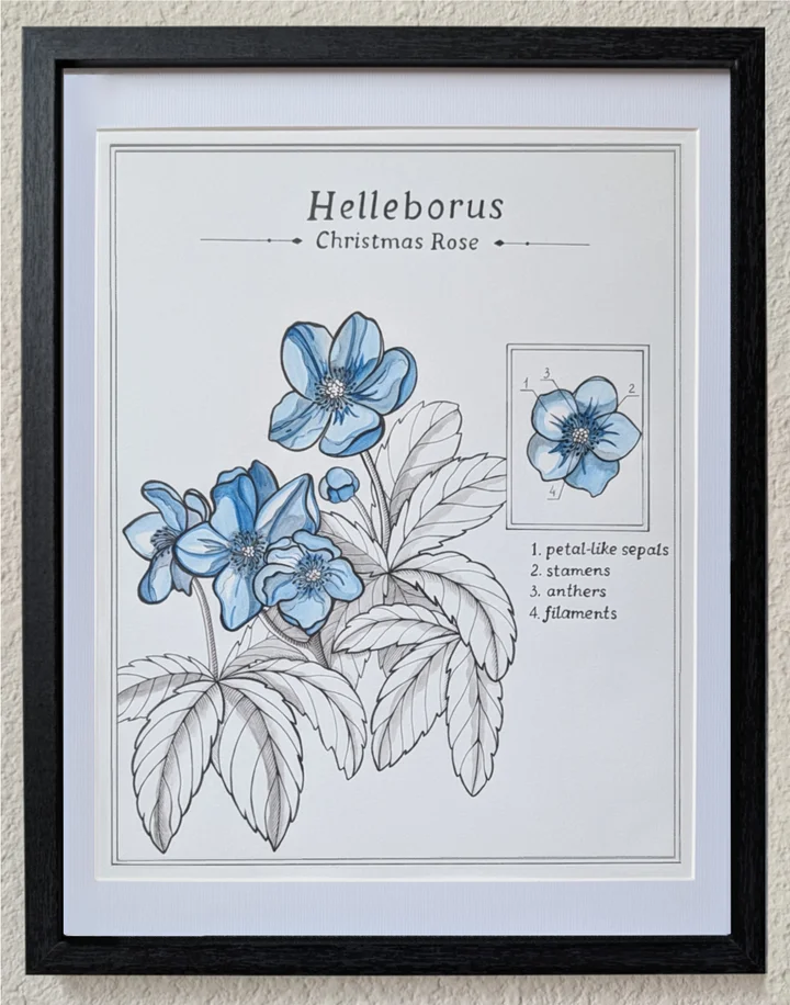 Framed botanical study of Christmas rose with blue flowers and finely drawn leaves.