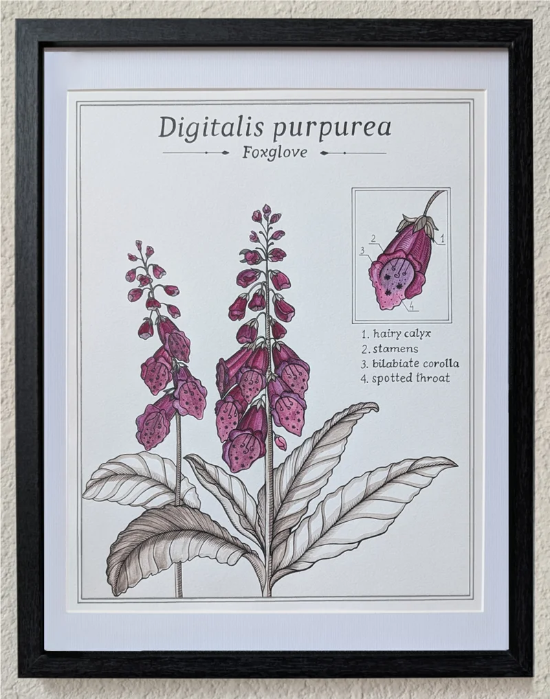 Framed botanical study of foxglove with tall stems of pink tubular flowers.