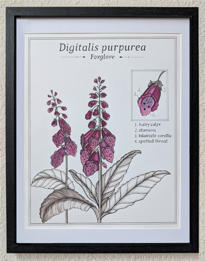 Framed botanical study of foxglove with tall stems of pink tubular flowers.