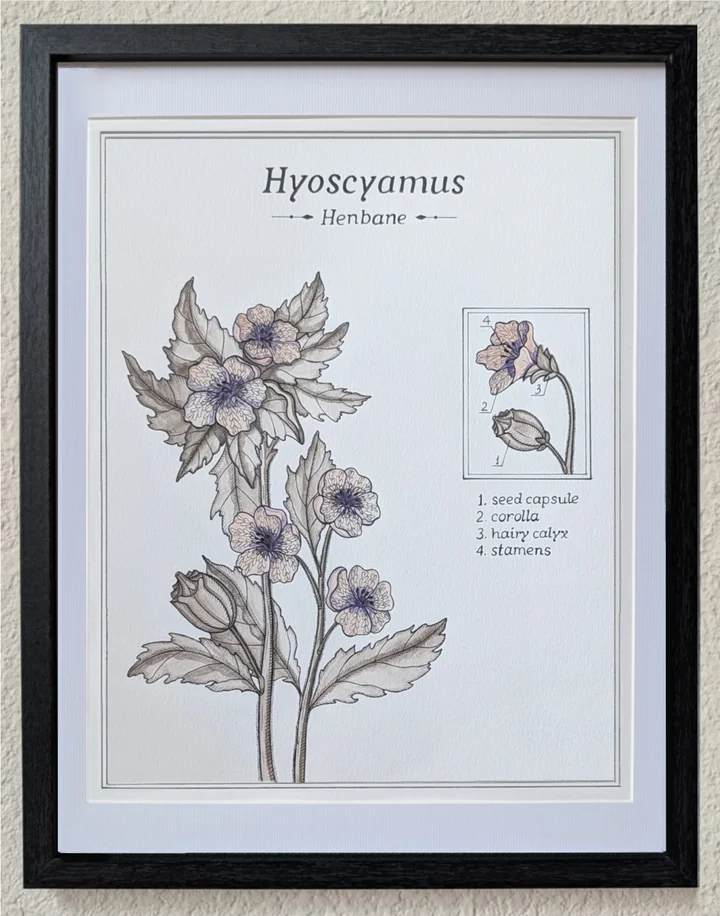 Framed botanical study of henbane with veined flowers and detailed seed capsules.